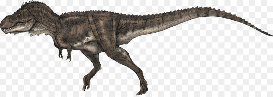 Tyrannosaurus，Carcharodontosaurus PNG