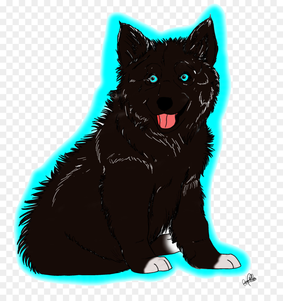 Schipperke，Gato Negro PNG