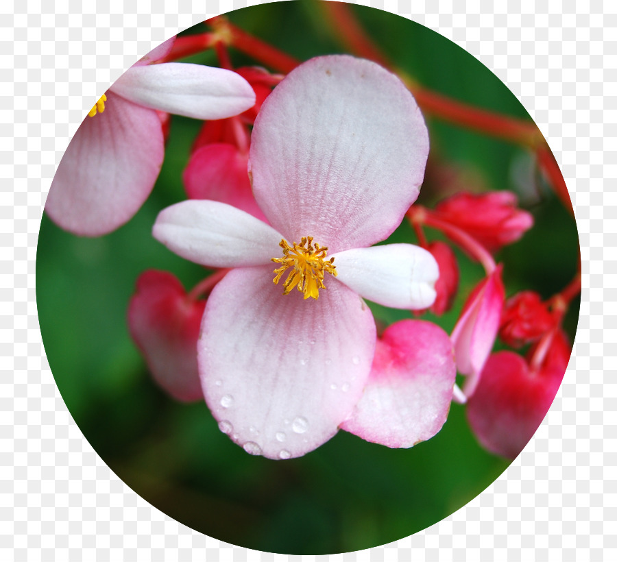 La Cera De Begonia，Begonia Involucrata PNG