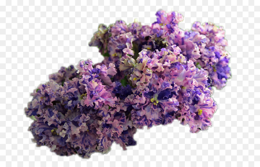 Lavanda Inglesa，Cortar Flores PNG