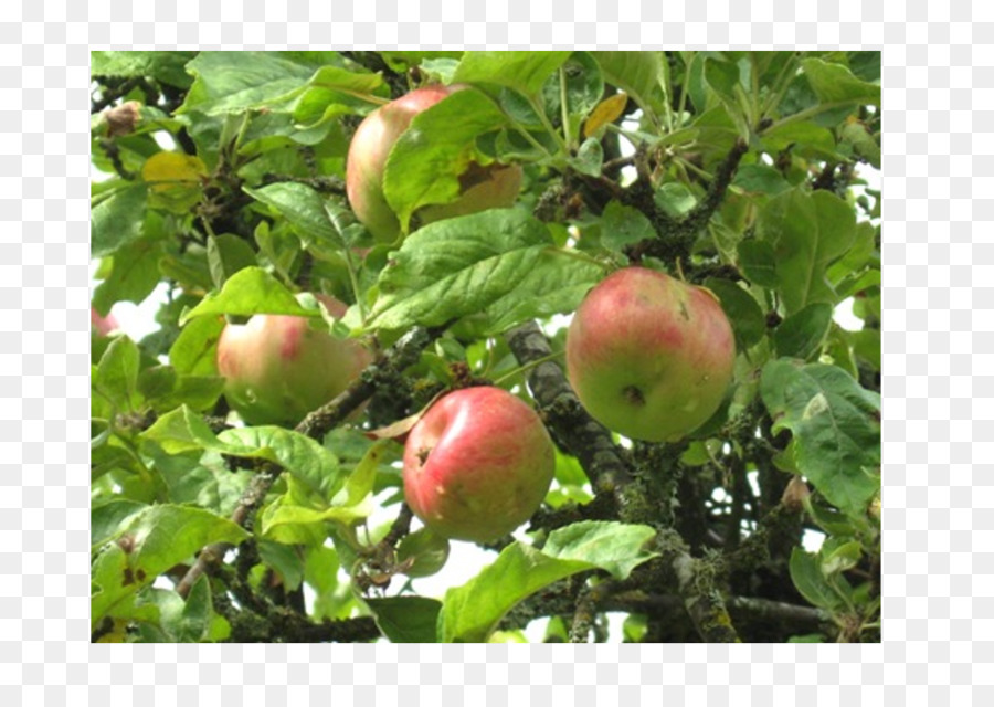 árbol De La Fruta，Apple PNG