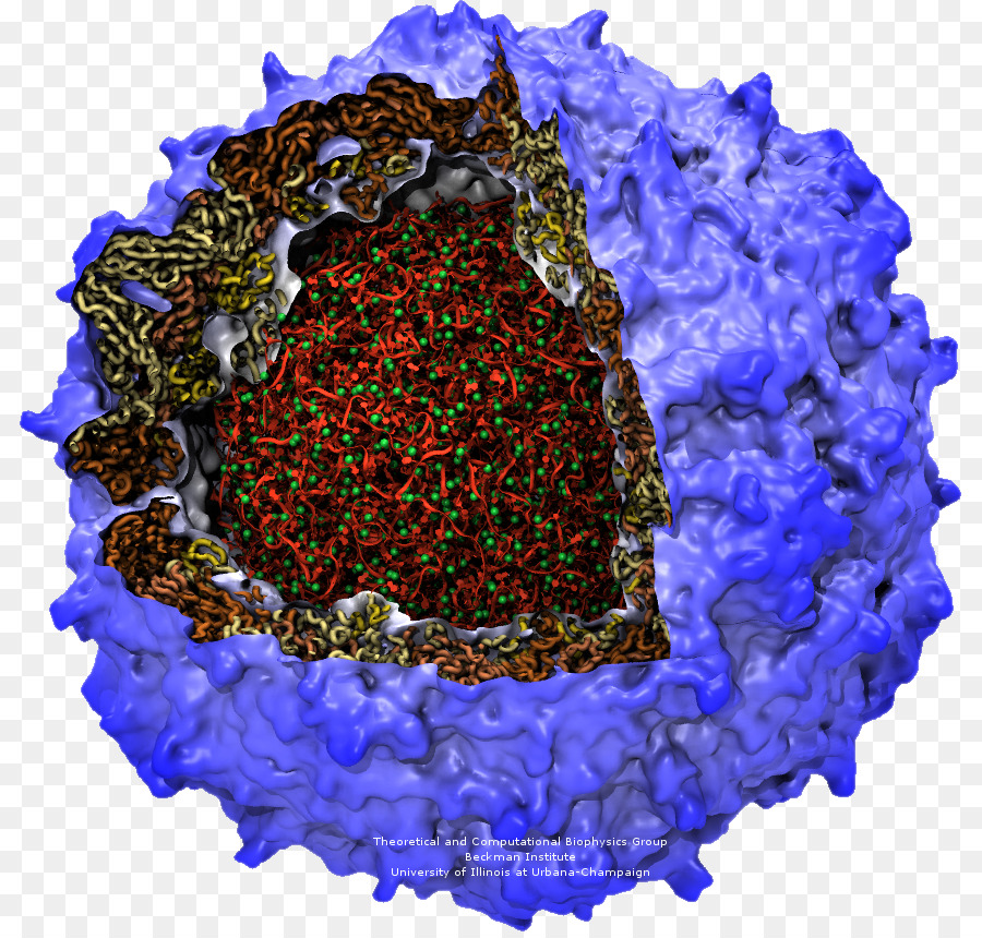 Virus De La Polio，La Poliomielitis PNG