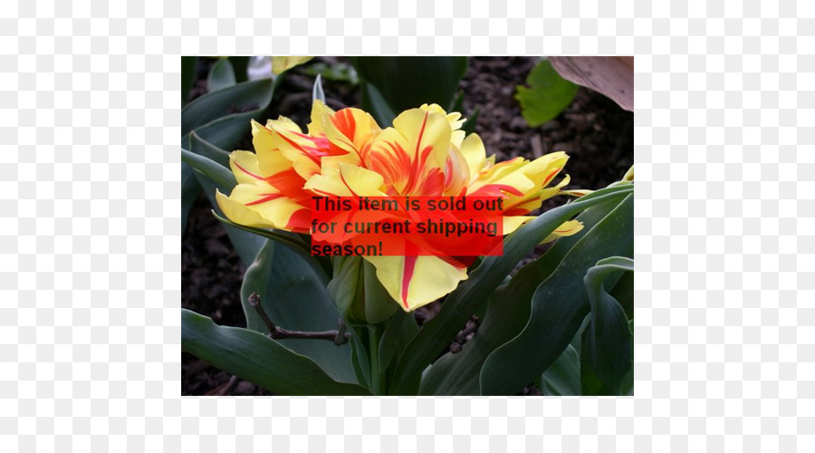 Tulip，Canna PNG