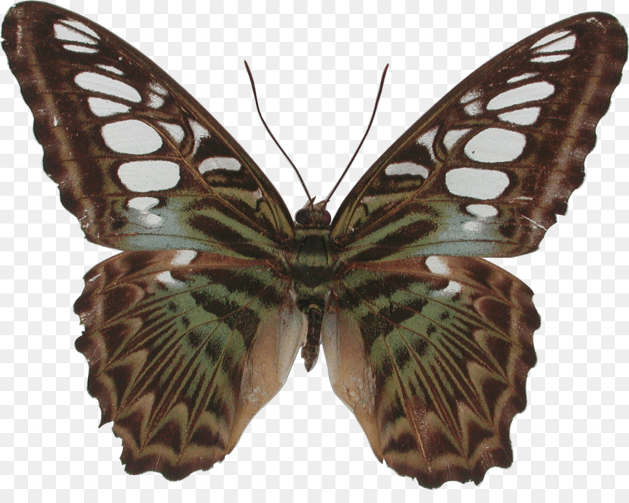 Mariposa，Gossamerwinged Mariposas PNG