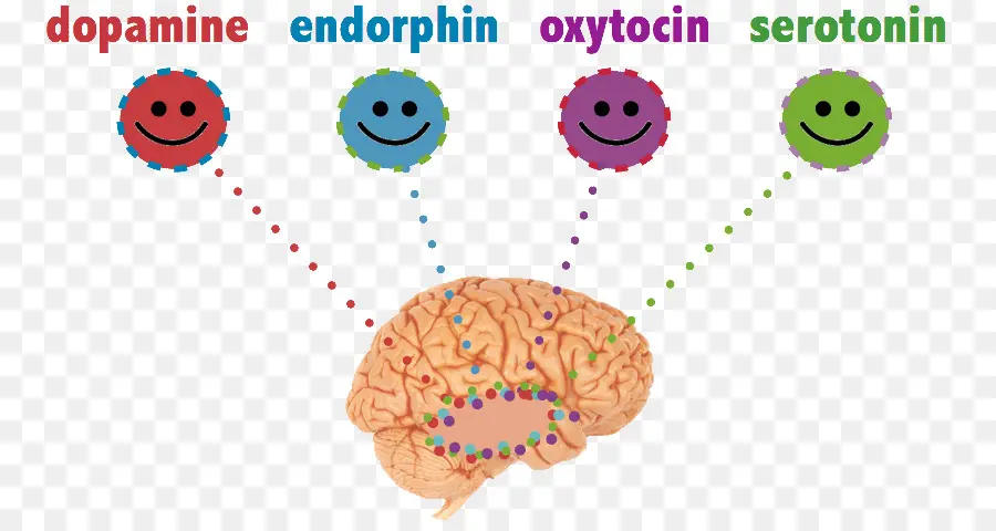 Cerebro，Neurotransmisores PNG