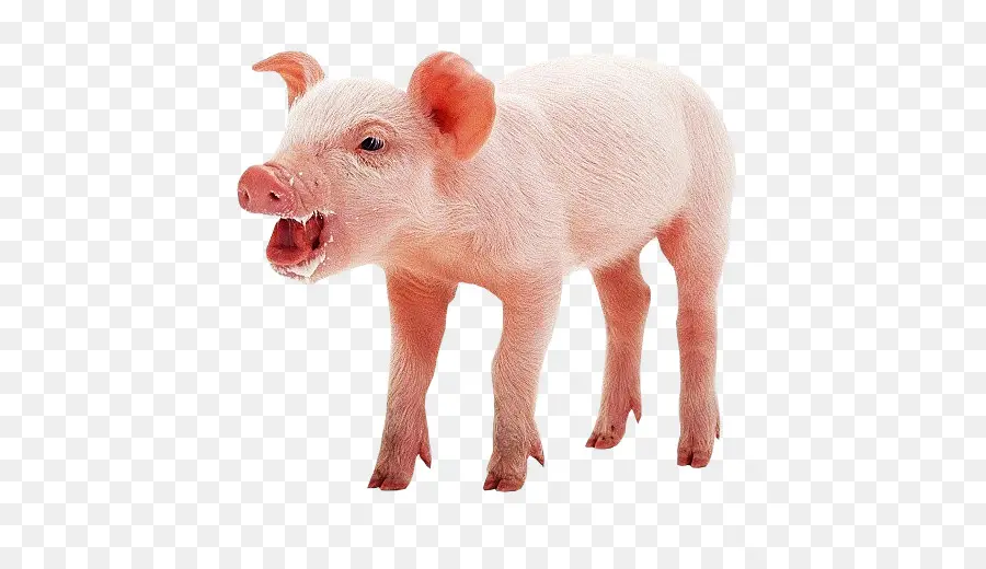 Cerdito，Granja PNG