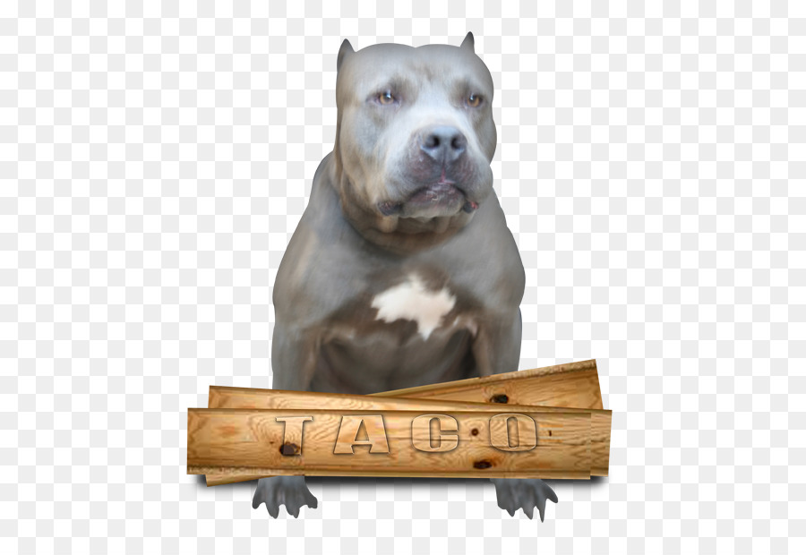 Raza De Perro，American Pit Bull Terrier PNG