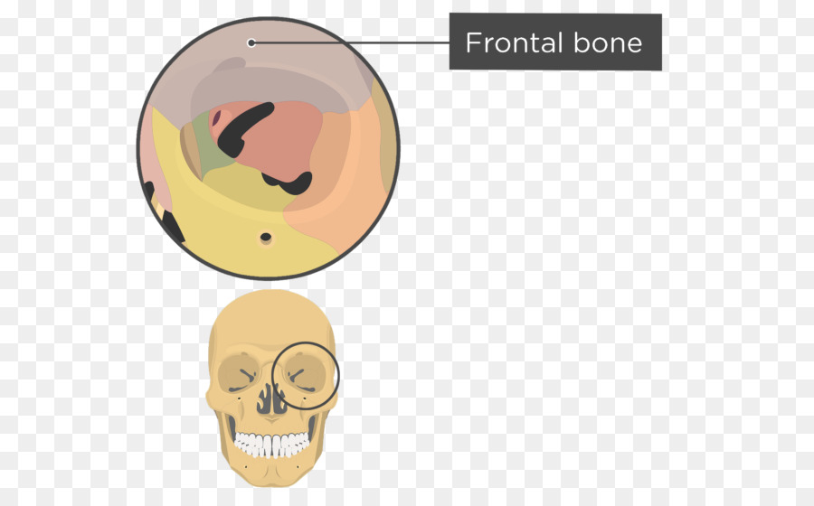 Bien，Orbita PNG