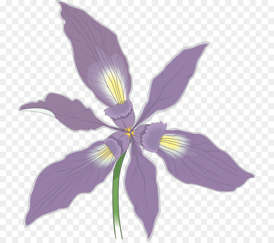 Douglas Iris，Flor PNG