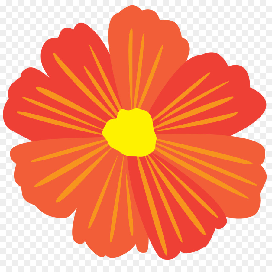 Transvaal Daisy，Crisantemo PNG