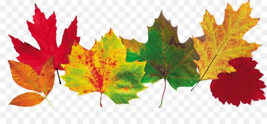 Hojas De Otoño，Caer PNG