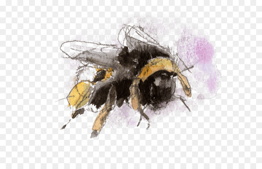 La Miel De Abeja，Abejorro PNG