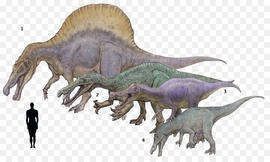 Tyrannosaurus，Baryonyx PNG