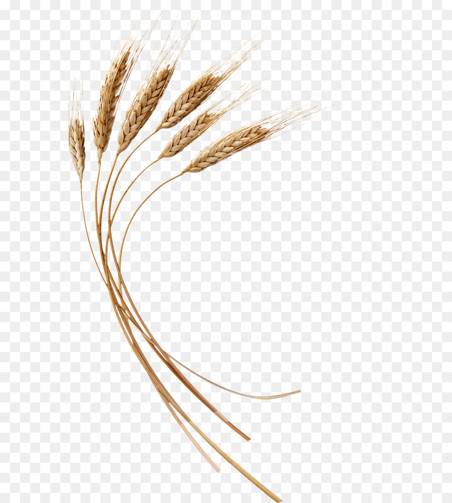 Emmer，Grano PNG