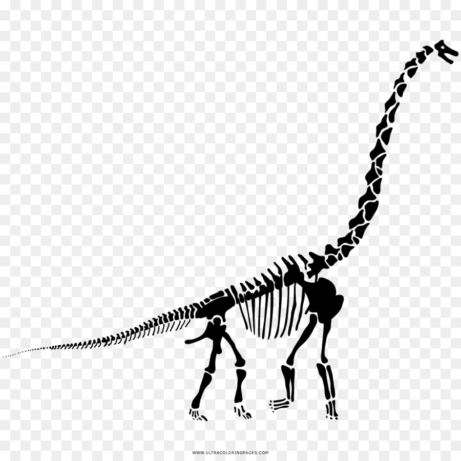 Diplodocus，Velociraptor PNG