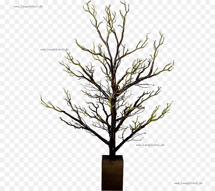 Ramita，árbol PNG