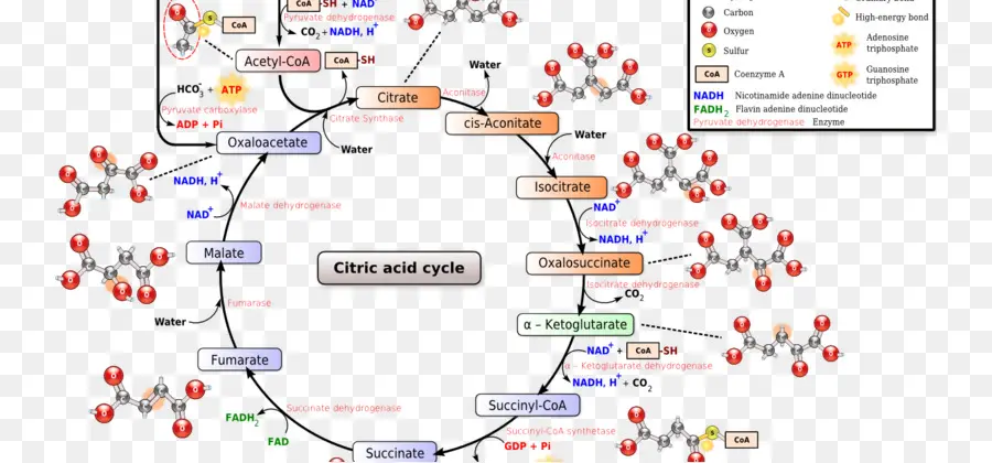 Ciclo Del ácido Cítrico，ácido Tricarboxílico PNG