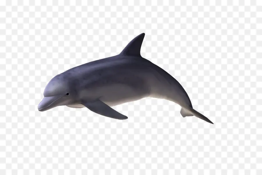 Spinner Dolphin，Dolfín Común PNG