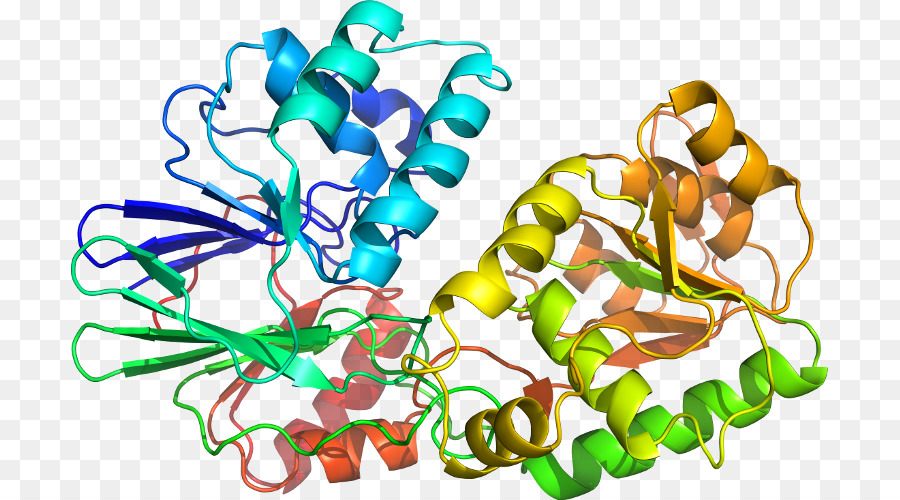 Estructura De La Proteína，Molécula PNG