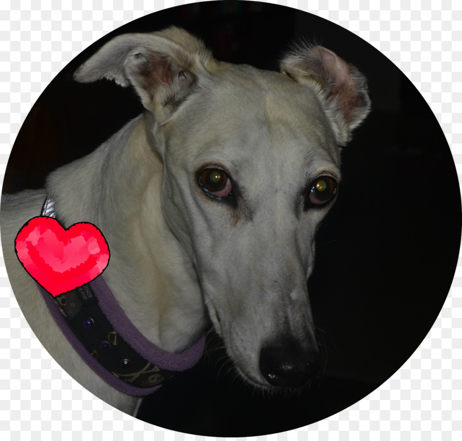 Galgo，Genio Italiano PNG