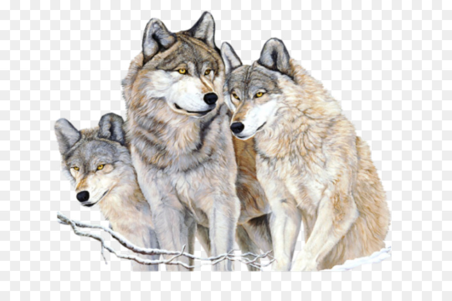 Lobos Blancos，Embalar PNG