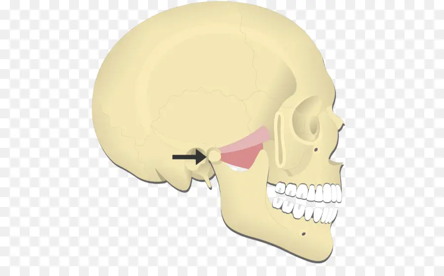 Mandíbula，Músculo Pterigoideo Medial PNG