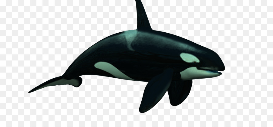 Orca，Delphin De Rougtoothed PNG