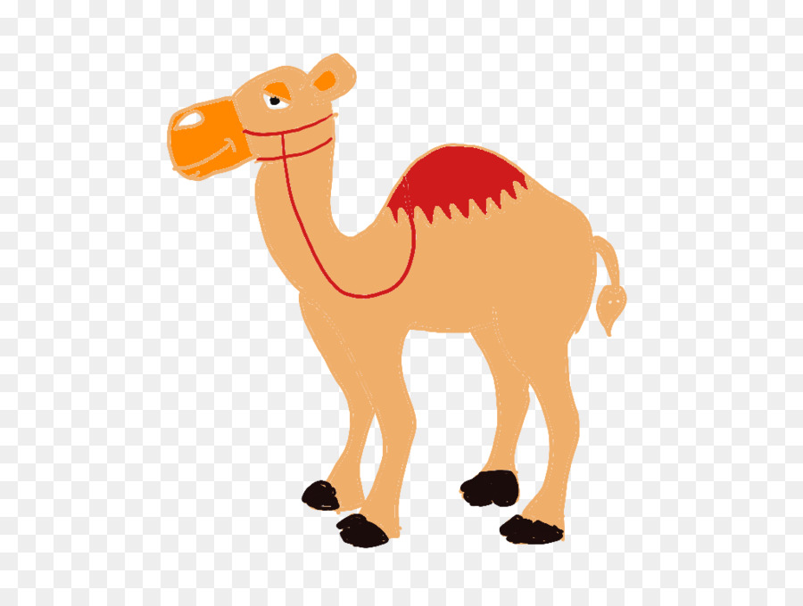 Dromedario，Camello PNG