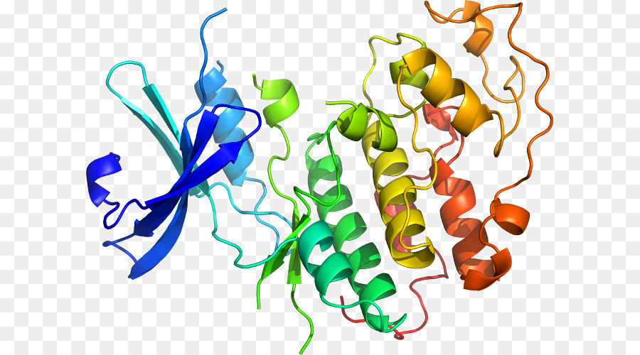 Estructura De La Proteína，Molécula PNG