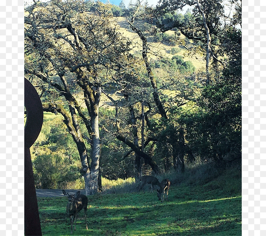 Mayacama Golf Club，Sonoma PNG