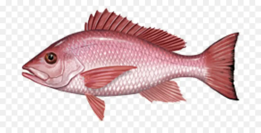 Pesca，Pargo PNG