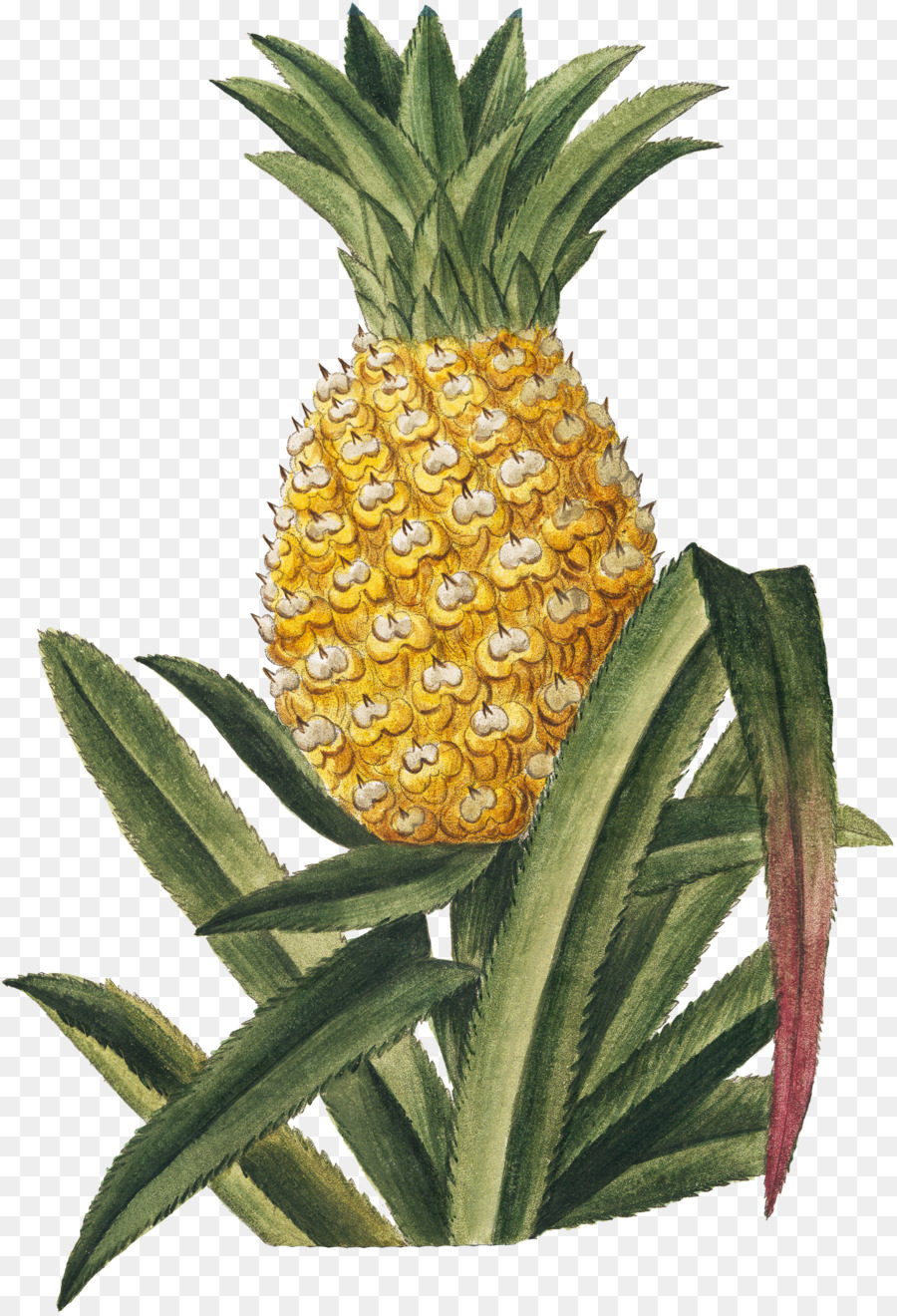 Piña，Fruta Tropical PNG