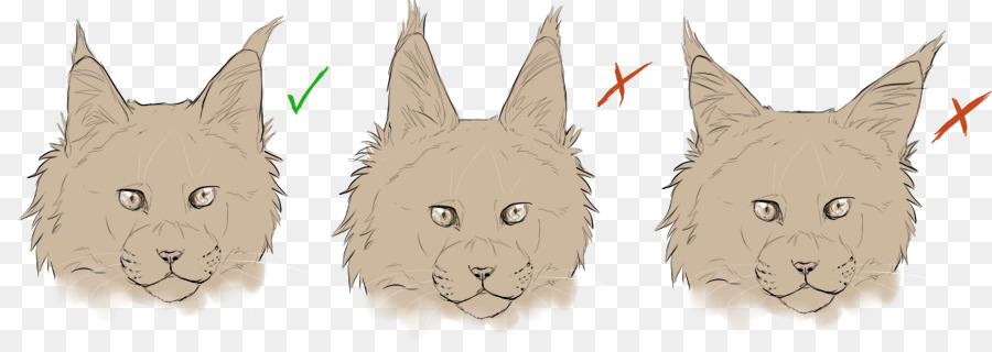 Maine Coon，Gato Persa PNG