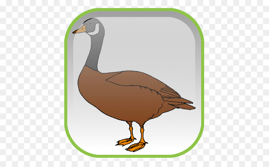 Pato Real，Ganso PNG