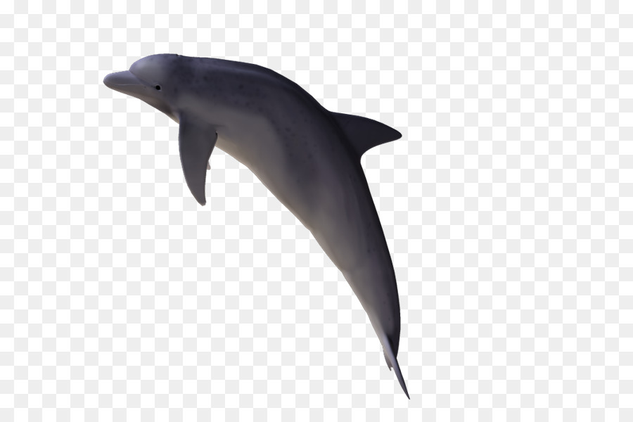 Wholphin，Wolphin PNG