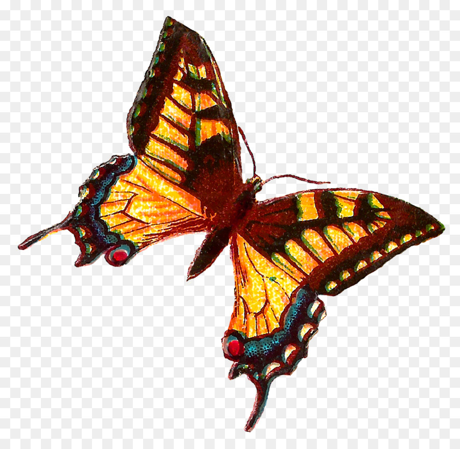 Mariposa Monarca，Mariposa PNG