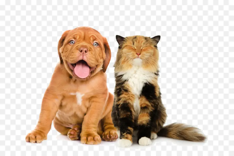 Cachorro Y Gato，Perro PNG