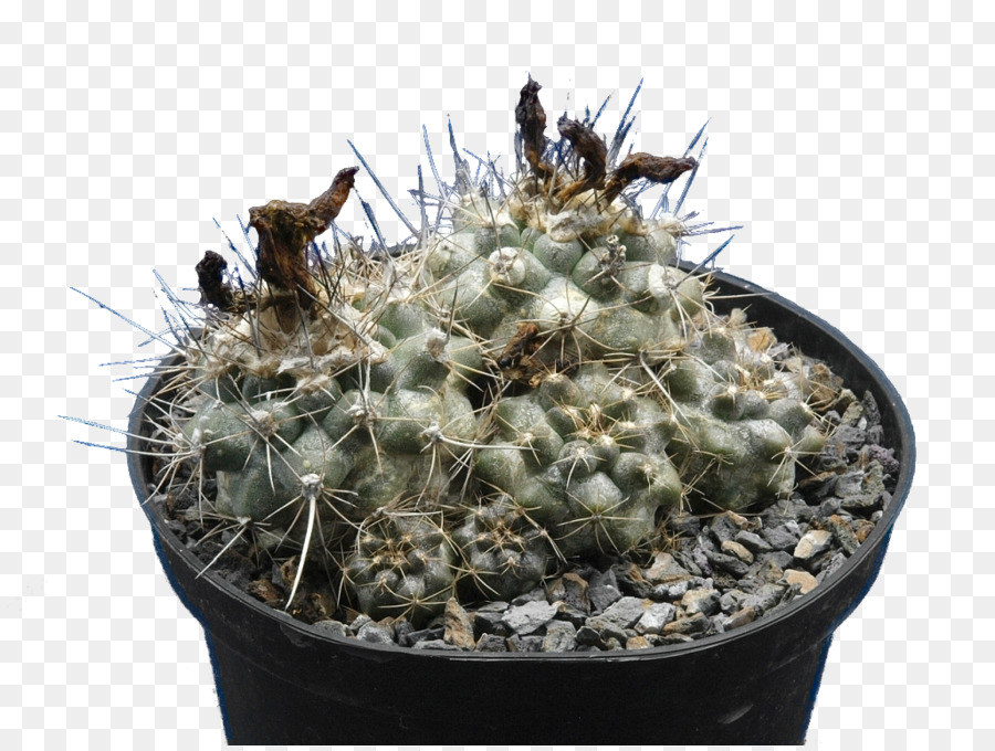 Copiapoa，Copiapoa Humilles PNG