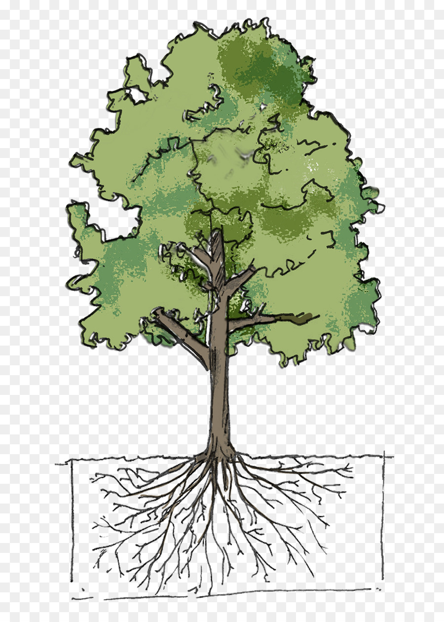 árbol，Forestal Urbano PNG