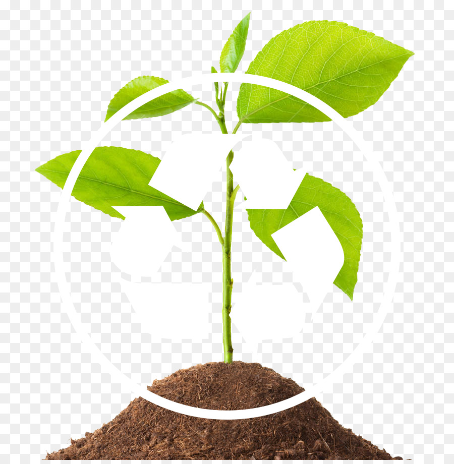 Planta Pequeña，Suelo PNG