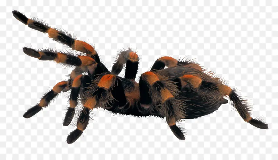 Araña，Arácnido PNG