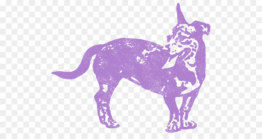 Gato，Caballo PNG