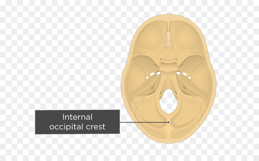 Cresta Occipital Interna，Cráneo PNG