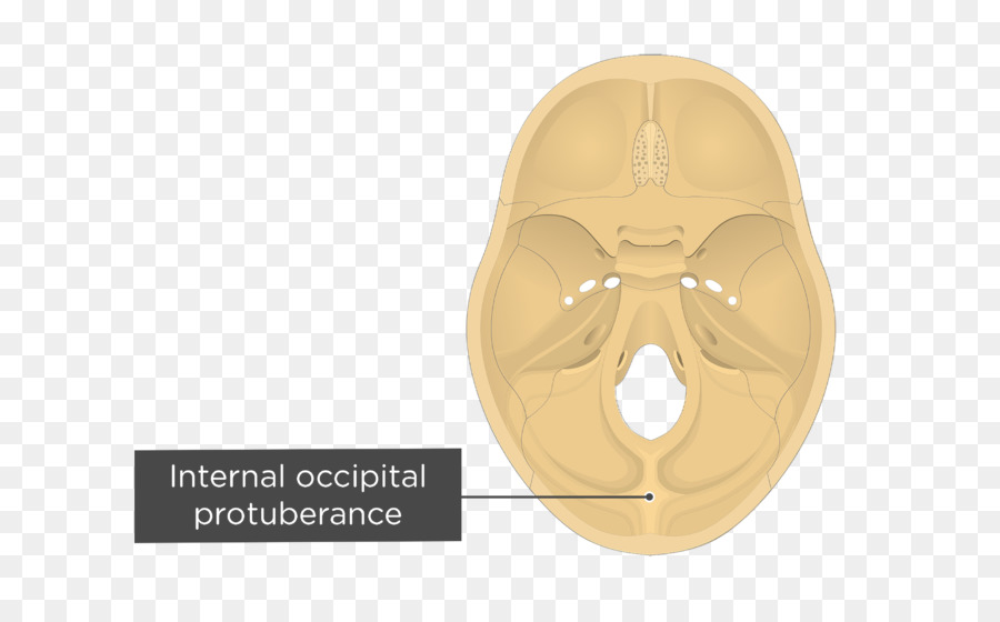 Hueso Occipital，Protuberancia Occipital Externa PNG