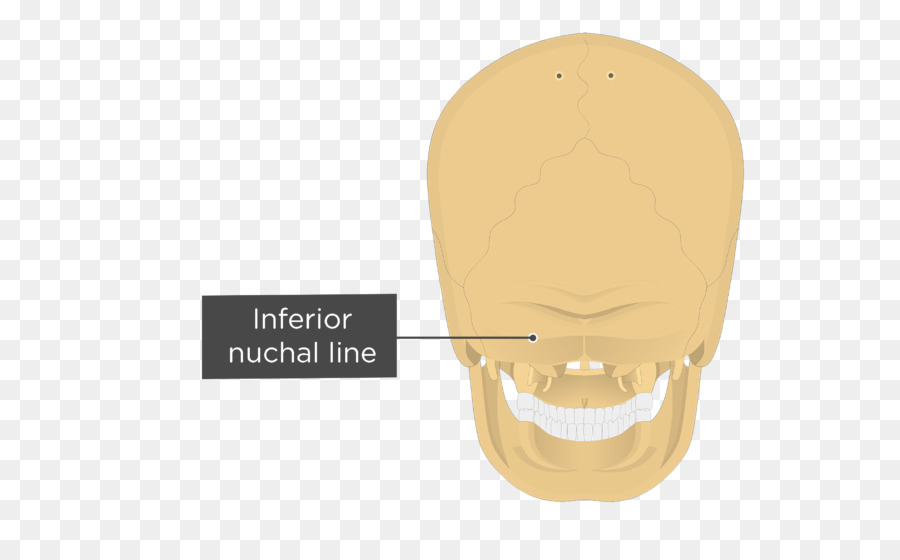 Líneas Nucales，Hueso Occipital PNG