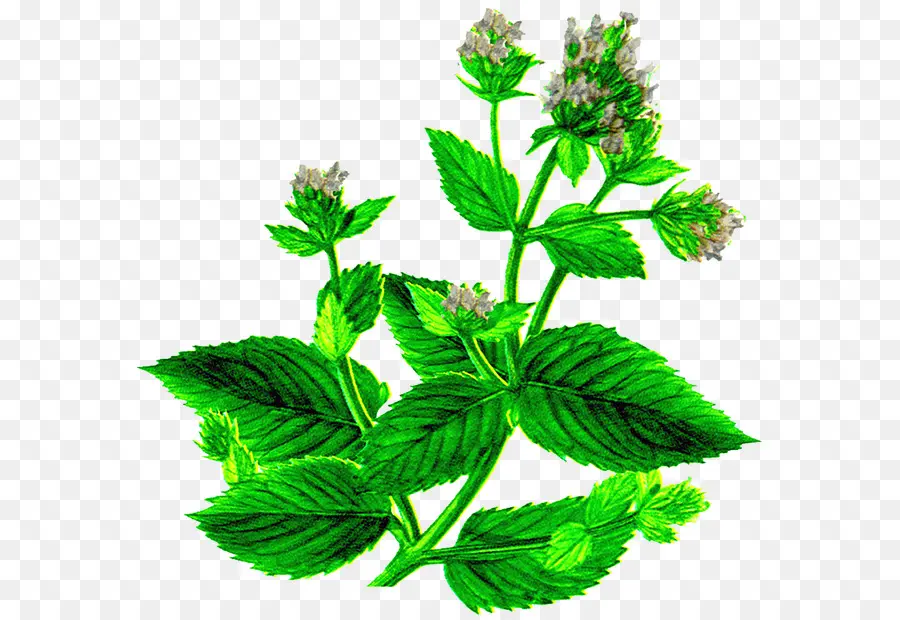 Planta De Menta，Hojas PNG