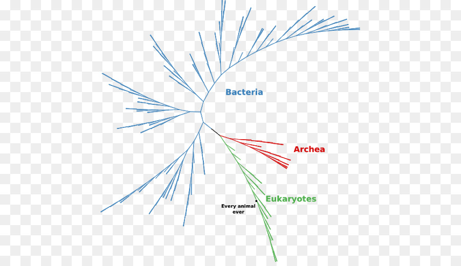 Diagrama，Hoja PNG