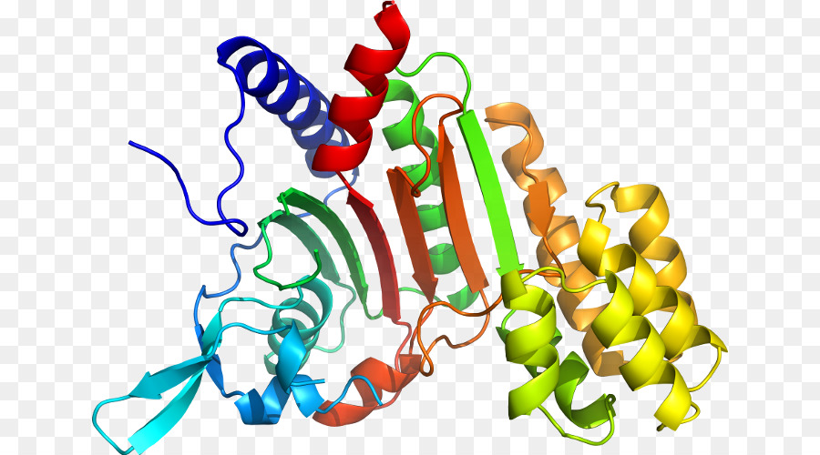 Estructura Proteica，Biología PNG