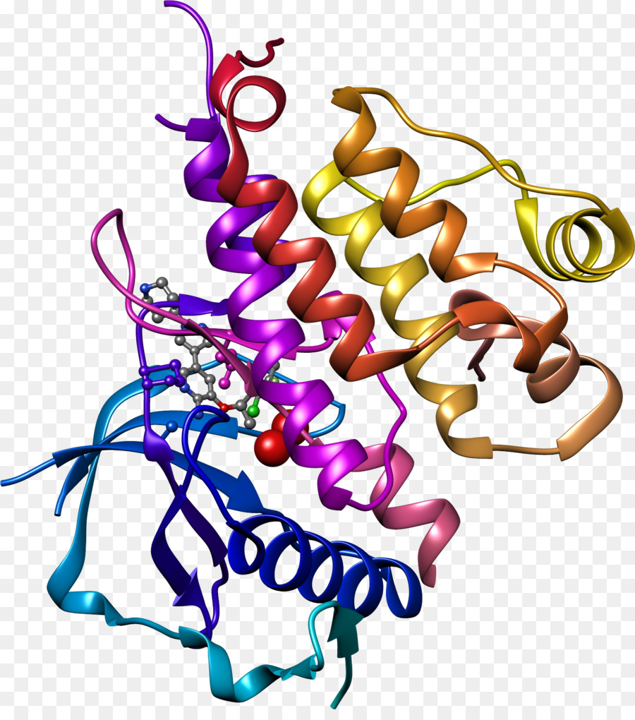 Estructura Del Adn，Genética PNG