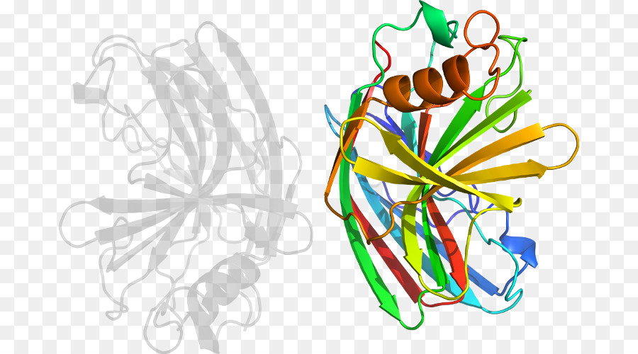 Estructura Proteica，Molécula PNG